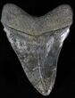 Serrated Megalodon Tooth - South Carolina #29090-2